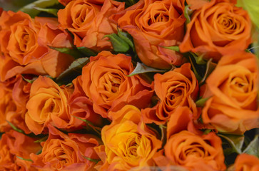Orange roses