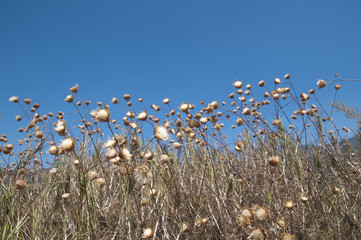 Obraz premium dry prickly grass outdoors