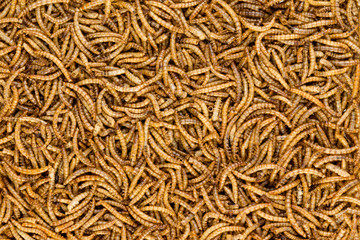 Background texture of dried mealworms
