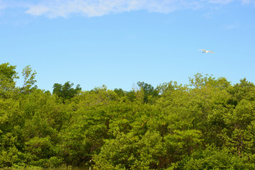 Obraz premium garça voando