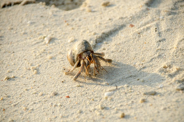 Hermit crab with out shell(lat. Paguroidea) Hermit crab (lat. Paguroidea) runs on the sand with direct sunrise at the lipe. Thailand