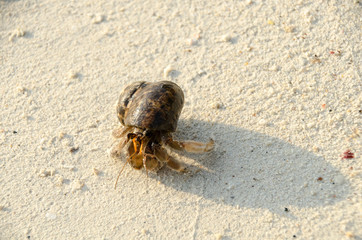Hermit crab with out shell(lat. Paguroidea) Hermit crab (lat. Paguroidea) runs on the sand with direct sunrise at the lipe. Thailand