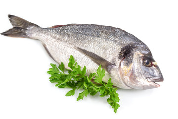 Fresh fish with green basil isolated in white background with clipping path.