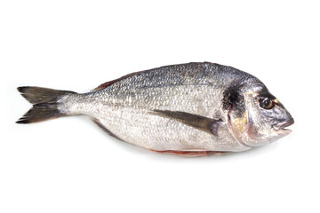 Fresh raw sea bream fish isolated on white background. Healthy food concept, with a clipping path top view.