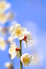 Japanese Apricot(Plum Blossom) full blooming with bright blue sky background closeup / macro shot 5 - Located in The Plum Grove of Minabe Wakayama Prefecture, is one of early Spring feature in Japan.