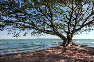 Fototapeta na wymiar Big tree and seascape background