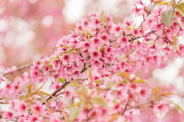 Naklejka premium cherry blossom flower