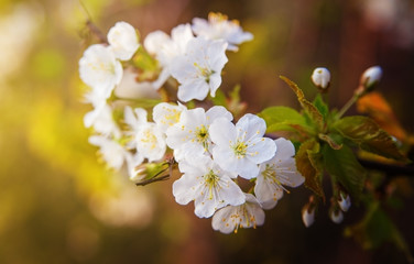 Blossoming branch of a cherry spring.