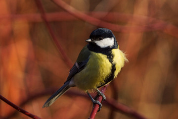 Great Tit (Parus Major).