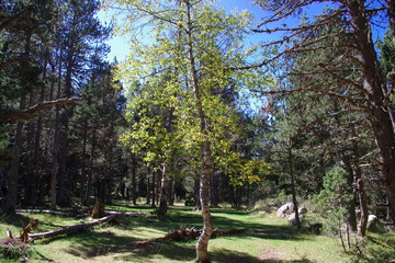 Arbres en montagne dans les Pyrénées