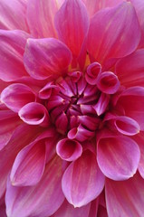 Dahlia Pink