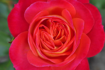 Rote Rose 2
