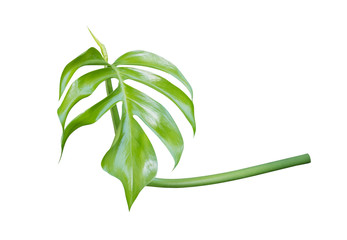 Young Monstera plant leaf, the tropical evergreen vine isolated on white background, clipping path included