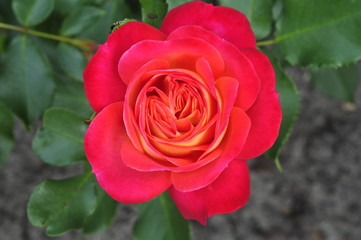 Rote Rose 3