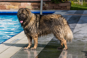 Großer Leonberger Hund