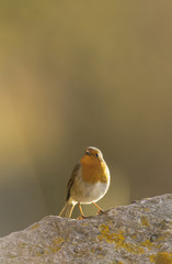European Robin_000000899469_5