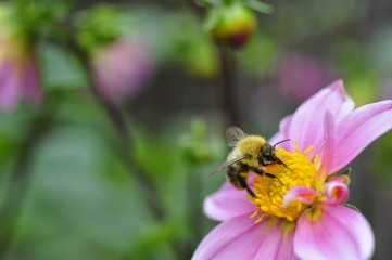 Hummel oder Biene Blüte