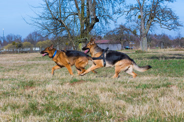 Zwei Schäferhunde rennen auf einer Wiese