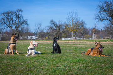Vier Hunde auf dem Hundeübungsplatz
