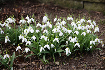 Schneeglöckchen (Galanthus nivalis), Gewöhnliches Schneeglöckchen, Blüten