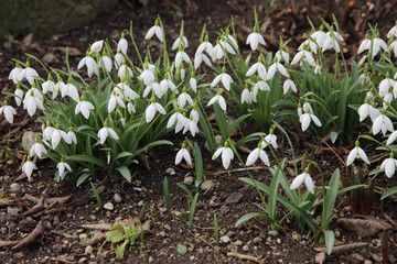  Schneeglöckchen (Galanthus nivalis), Gewöhnliches Schneeglöckchen, Blüten