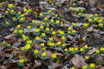 Blühende Winterlinge zwischen Herbstlaub im Garten