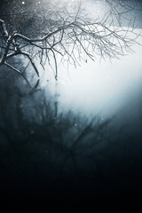 Magische Spiegelung eines Baumes im Winter im Wasser