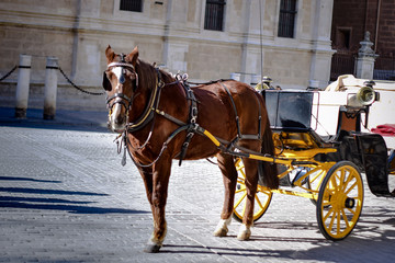 Fototapeta na wymiar Beautiful brown horse in Seville