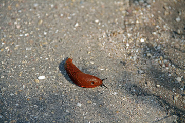 rote Wegschnecke