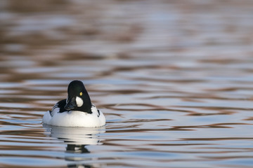 Common Goldeneye_000000899504_4