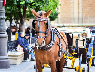 Beautiful brown horse in Spain
