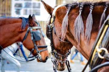 Obraz premium Big brown horses in Spain