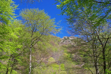 Arbres des montagnes des Pyrénées