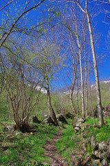 Obraz premium Arbres des montagnes des Pyrénées