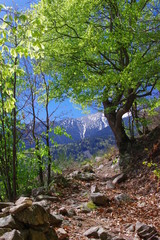 Arbres des montagnes des Pyrénées