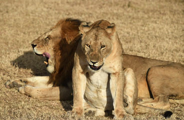 Ruhendes Löwenpaar 