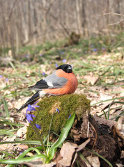The bullfinch with a red breast