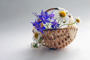 Fototapeta na wymiar beautiful still life with white daisies and blue violets in a wooden basket on white background