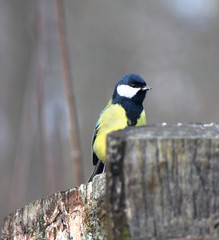 The titmouse on a stub