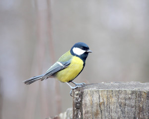 Obraz premium The titmouse sits on a stub