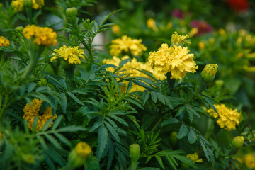 Background of yellow marigolds. Spring and summer theme