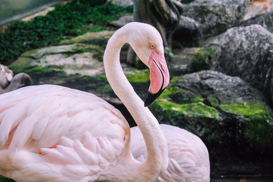 The portrait photo of light pink Flamingo in the zoo