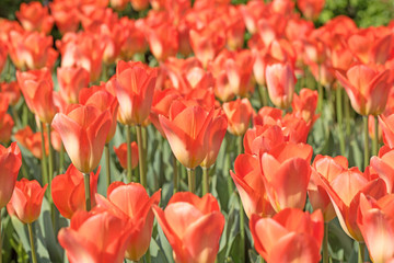 Tulpen, Tulipa, Frühling