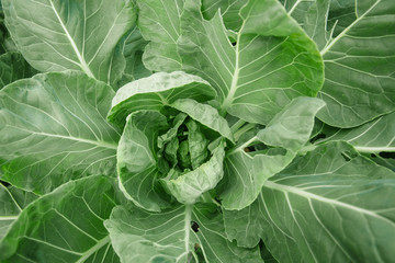 Big cabbage in the garden. Fresh green big cabbage organic vegetables in the farm. Cabbage detail or cabbage 