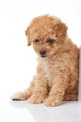 One small brown poodle puppy