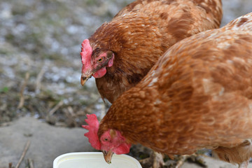 domestic chicken eating together on the grass farm