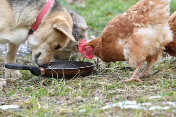 Domestic animals chicken hen dog and cat eating together from the grass as a best friends