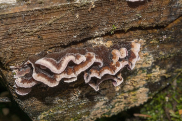 Pilze am Baumstamm im Wald