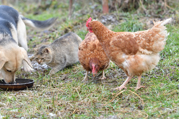 Fototapeta premium Domestic animals chicken hen dog and cat eating together from the grass as a best friends