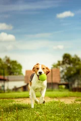 Papier Peint photo Chien Beagle dog fun run in a garden with a green ball